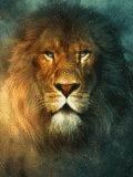 Gif animé lion cligne des yeux